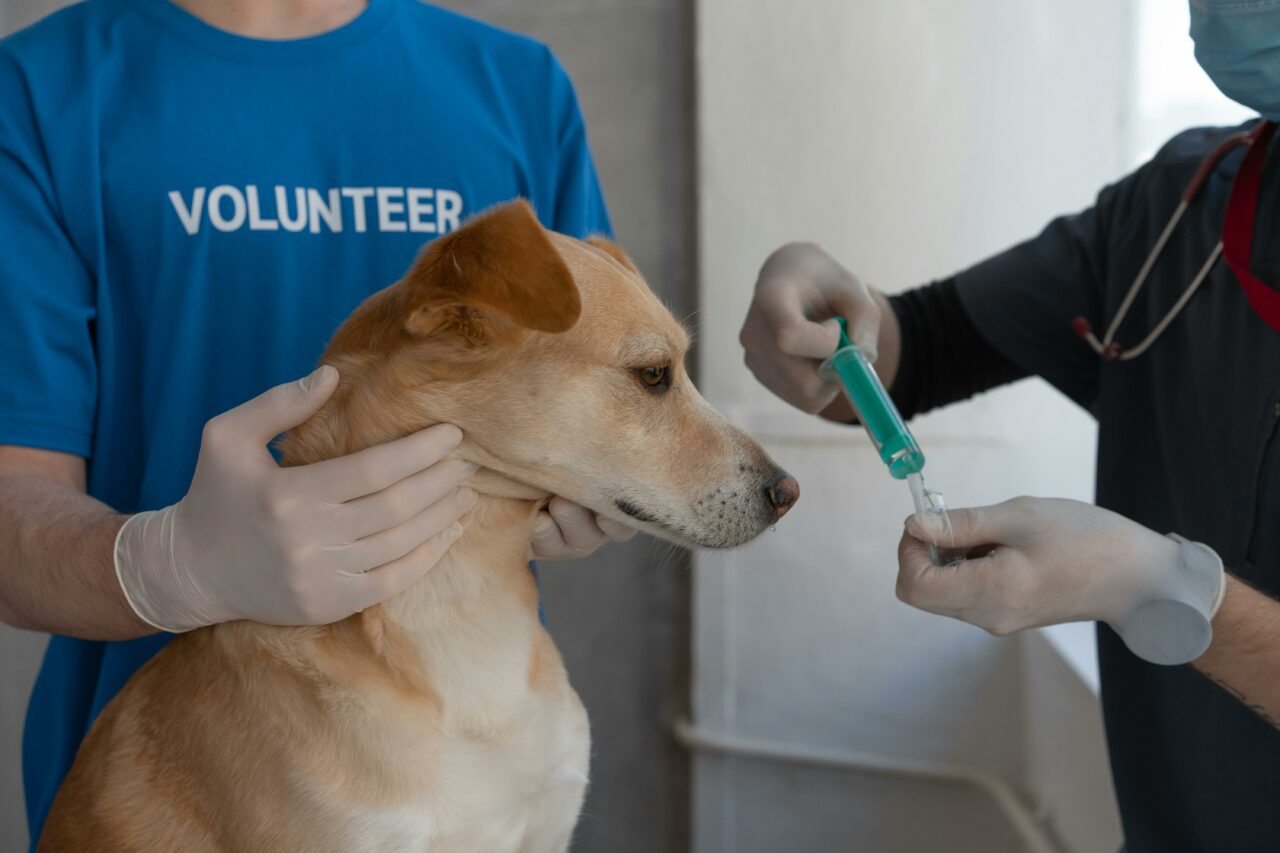 Primul spital veterinar SOCIAL din România: speranță pentru mii de animale abandonate