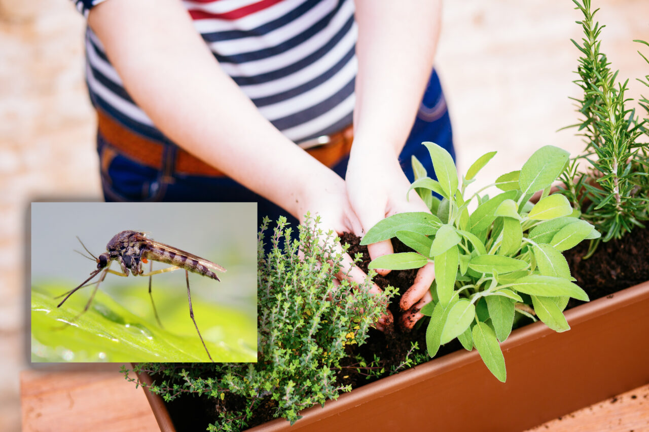 Planta aromatică din grădină sau balcon care alungă țânțarii. Acționează ca un repelent natural