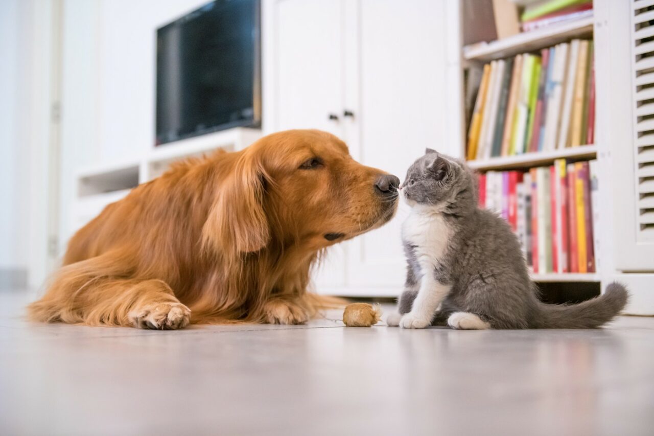 Pericolul ascuns din SALIVA animalelor de companie. Medicii avertizează: „Boala transmisă la om poate fi fatală”
