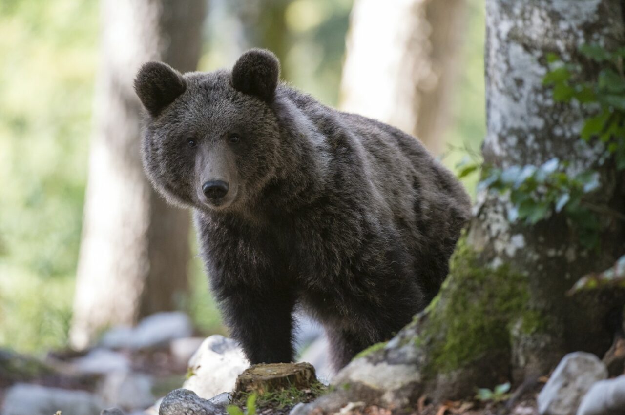 Jandarmii au intervenit pentru a îndepărta un URS care se afla în apropierea unei cabane turistice din localitatea Bicaz-Chei