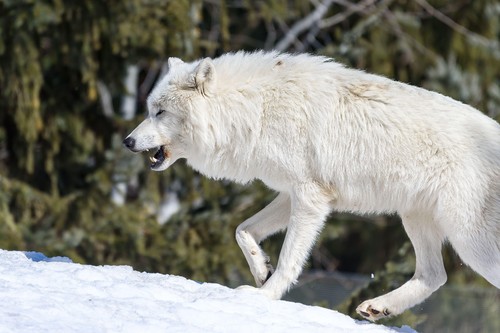 IMAGINI virale. Cercetătorii americani susțin că au readus la viață o specie de lup PREISTORIC, dispărută în urmă cu aproape 13.000 de ani