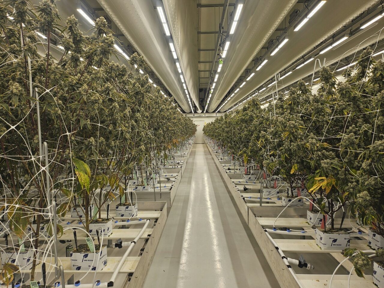 Noi reglementări privind marijuana într-un stat european: “A venit vremea să punem capăt acestei situații NEBUNEȘTI”