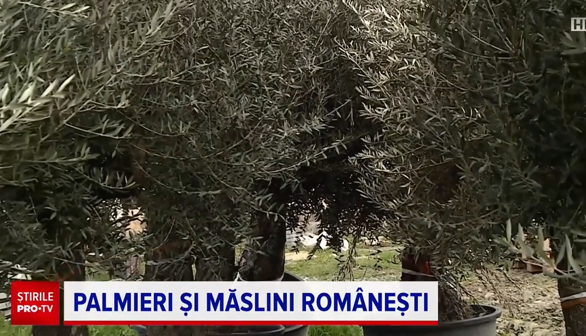 Plantele exotice, tot mai prezente în orașele noastre. Autoritățile au început să planteze măslini, palmieri și leandri