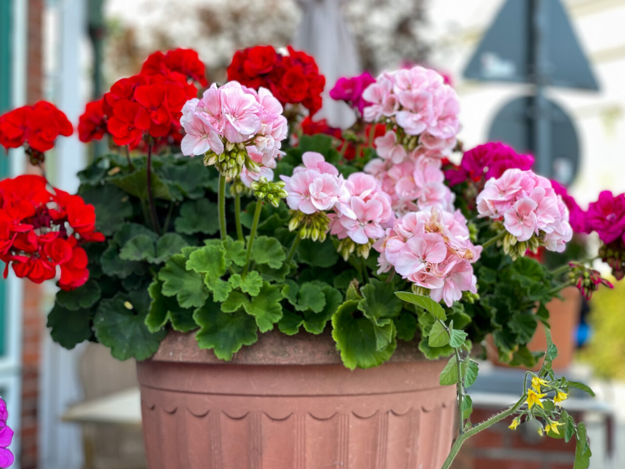 Ce să faci pentru a avea mușcate cu flori bogate, acasă. Cele 5 aspecte care ajută la înflorirea abundentă, în grădină sau pe balcon