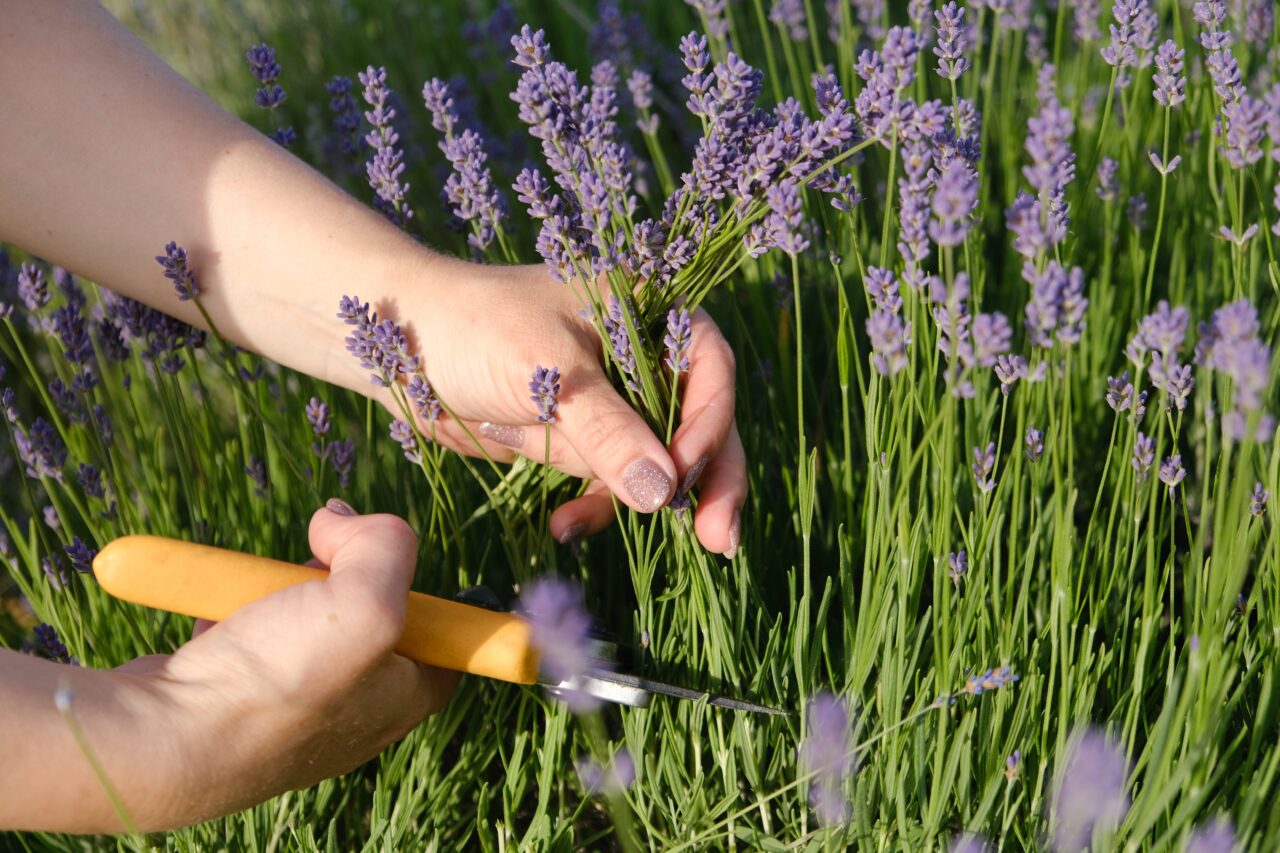 Ce să pui la rădăcina lavandei pentru o înflorire bogată. Trucul care te ajută să fertilizezi altfel planta, în grădină