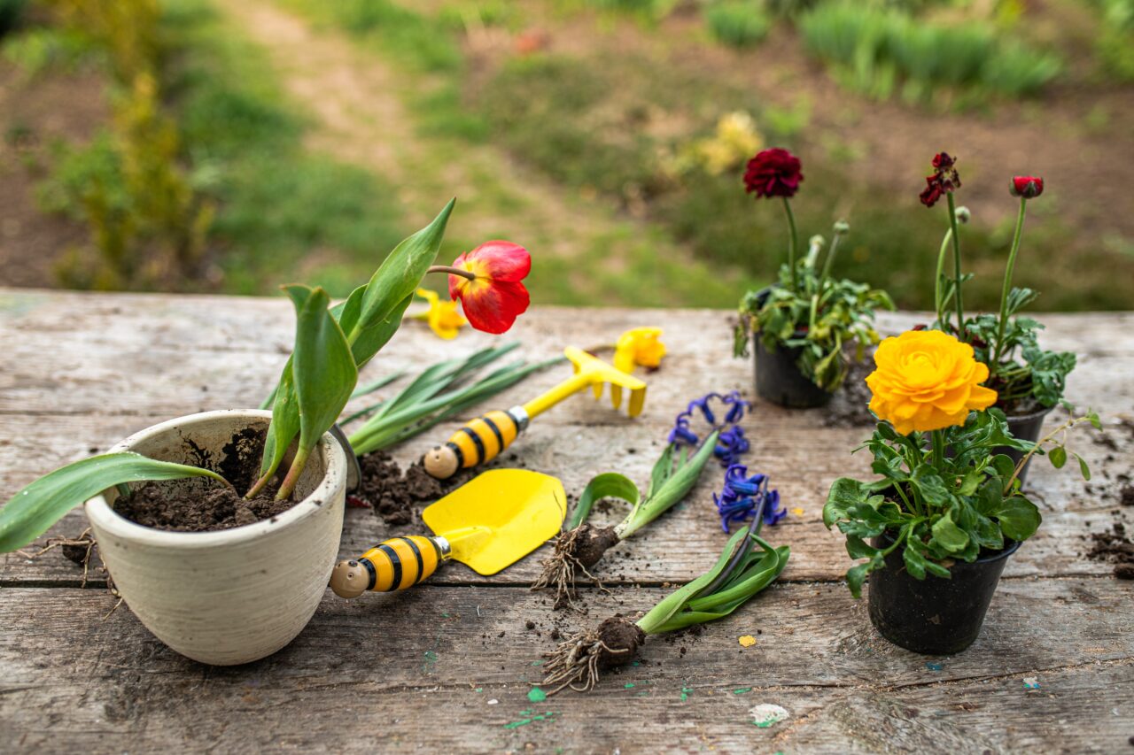 Florile pe care trebuie să le plantezi în luna mai ca să înflorească superb în vară. Trucuri eficiente pentru grădinari