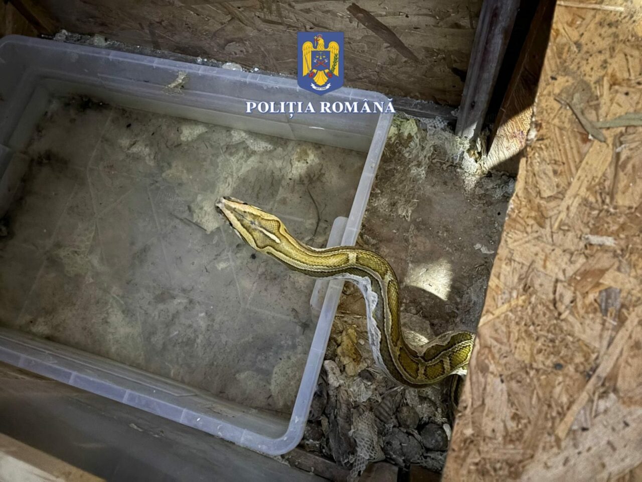 Percheziții la locuința unui bărbat care creștea șerpi, care erau hrăniți cu animale vii