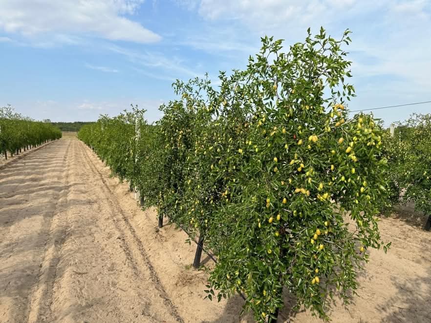Curmalii și banana nordului iau locul piersicilor și caișilor din Dăbuleni. Plantele exotice sunt rezistente și la îngheț