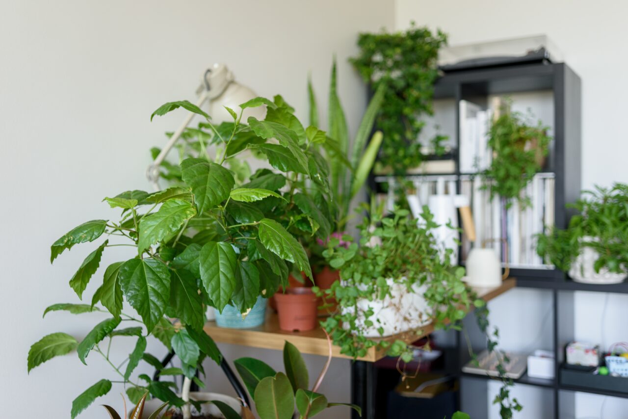 Cele mai bune PLANTE de apartament. Purifică aerul și sunt ușor de îngrijit