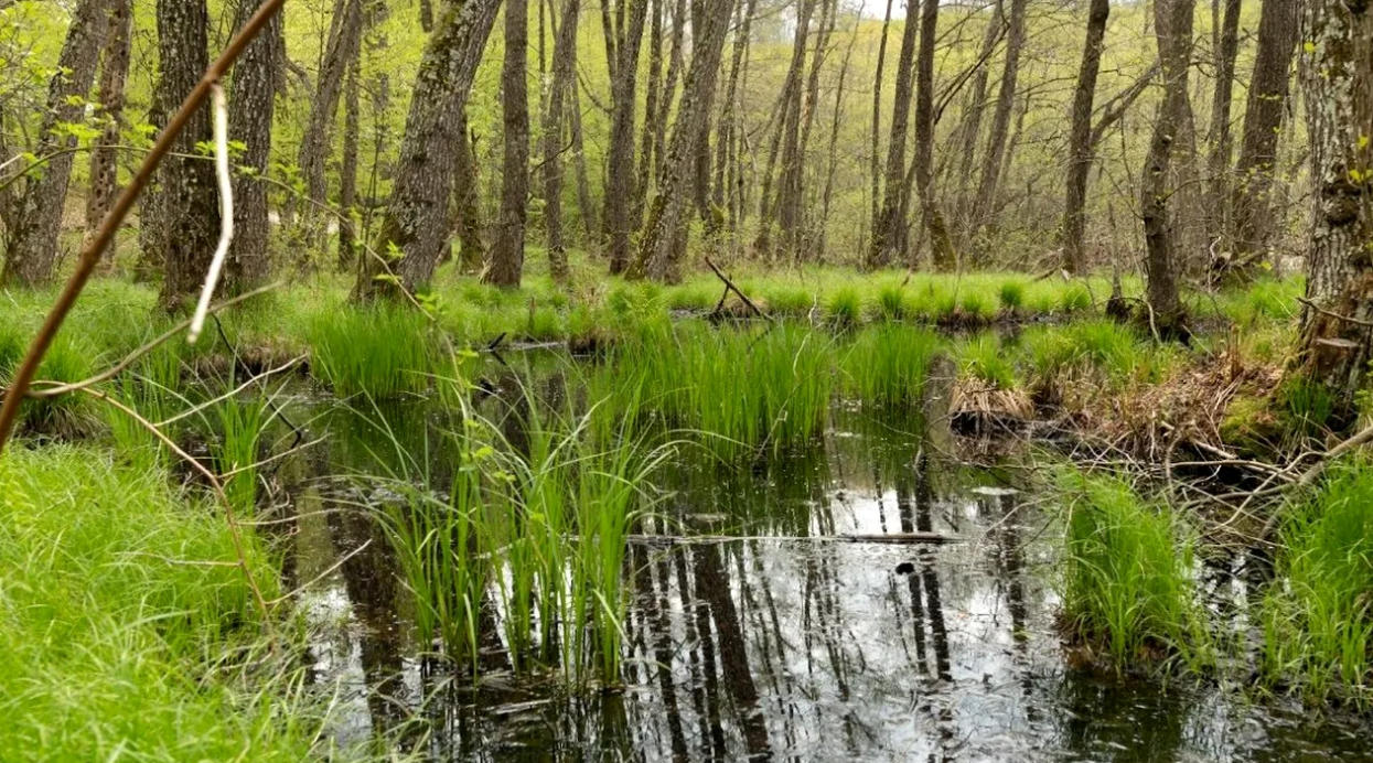 Apa din turbării, un BAROMETRU al sănătății naturii. Cum ne afectează starea acestor ecosisteme din România?