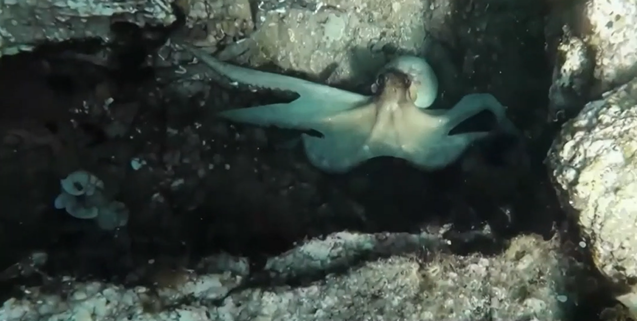 Grecia, principalul furnizor de pește al României. Ce fel de caracatițe, calamari sau fructe de mare ajung pe raft