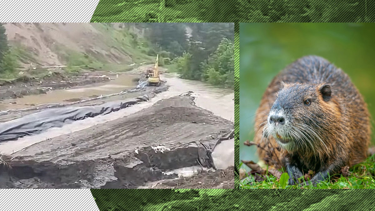 Castorul, inginerul care se opune salvării Praid. Bogdan Ivan cere ...