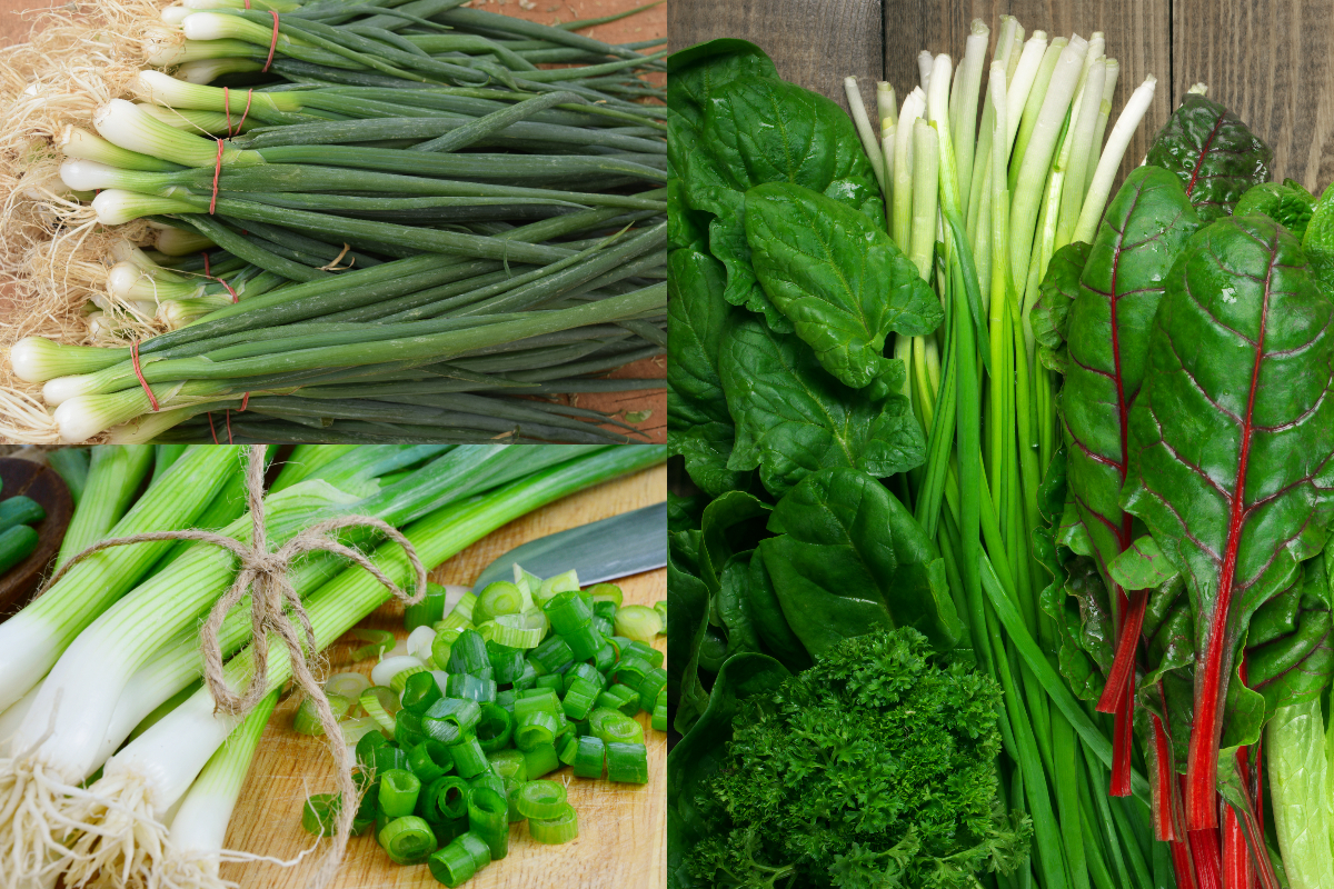 Cu ce să stropești ceapa verde pentru o creștere sănătoasă. Secretul natural al grădinarilor