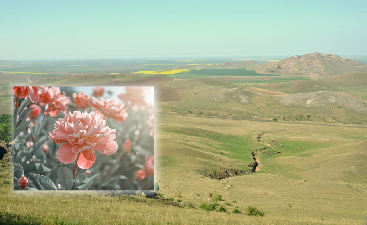 Locul din România supranumit „țara bujorilor înfloriți”. Aici se află rezervația naturală pe care puțini turiști o cunosc