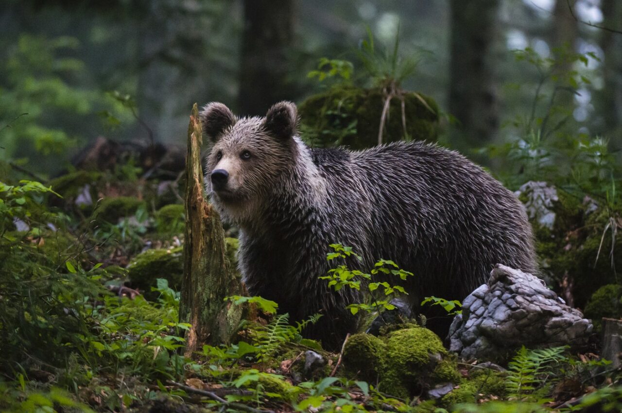 RO-Alert în două stațiuni montane din Prahova. Doi urși au coborât din pădure și au fost văzuți plimbându-se pe străzi: Evitați zona. Rămâneți în case