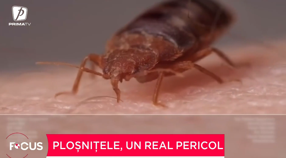 Ploșnițele, un real pericol. Ce spun medicii