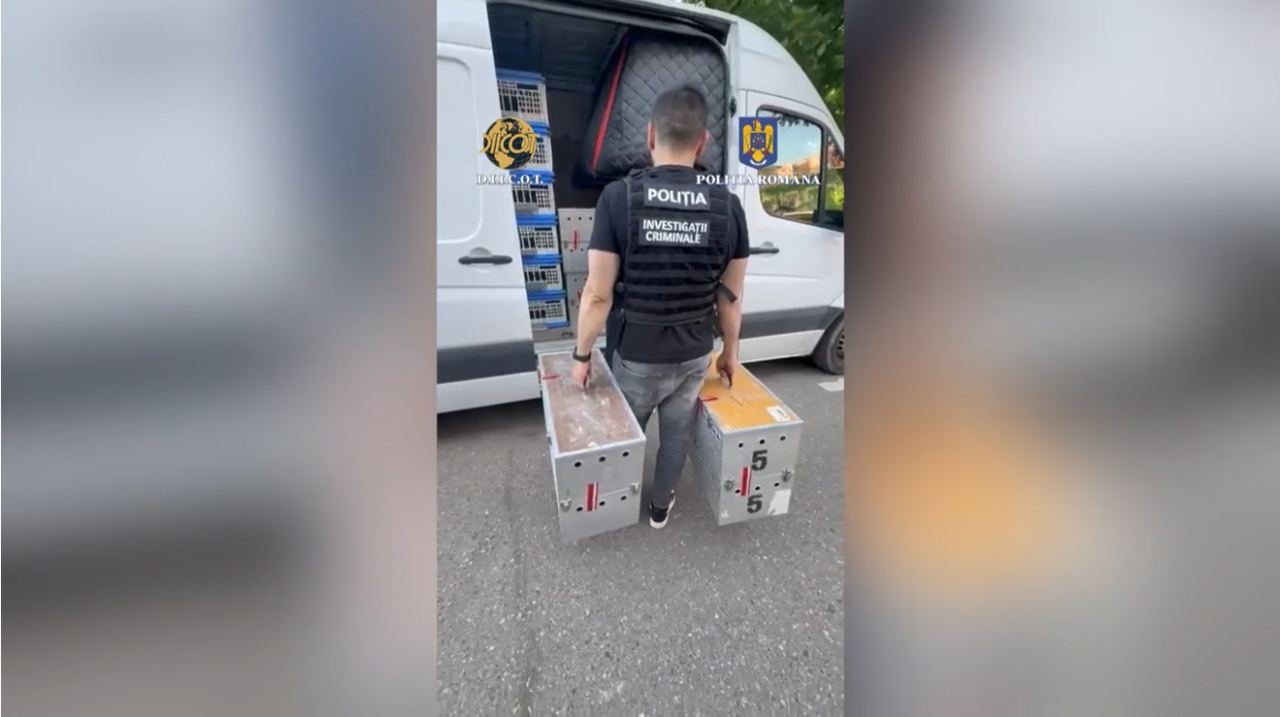 Zeci de PORUMBEI valoroși au fost furați din Belgia și ascunși în Mehedinți. Prejudiciul se ridică la 2,2 milioane de euro