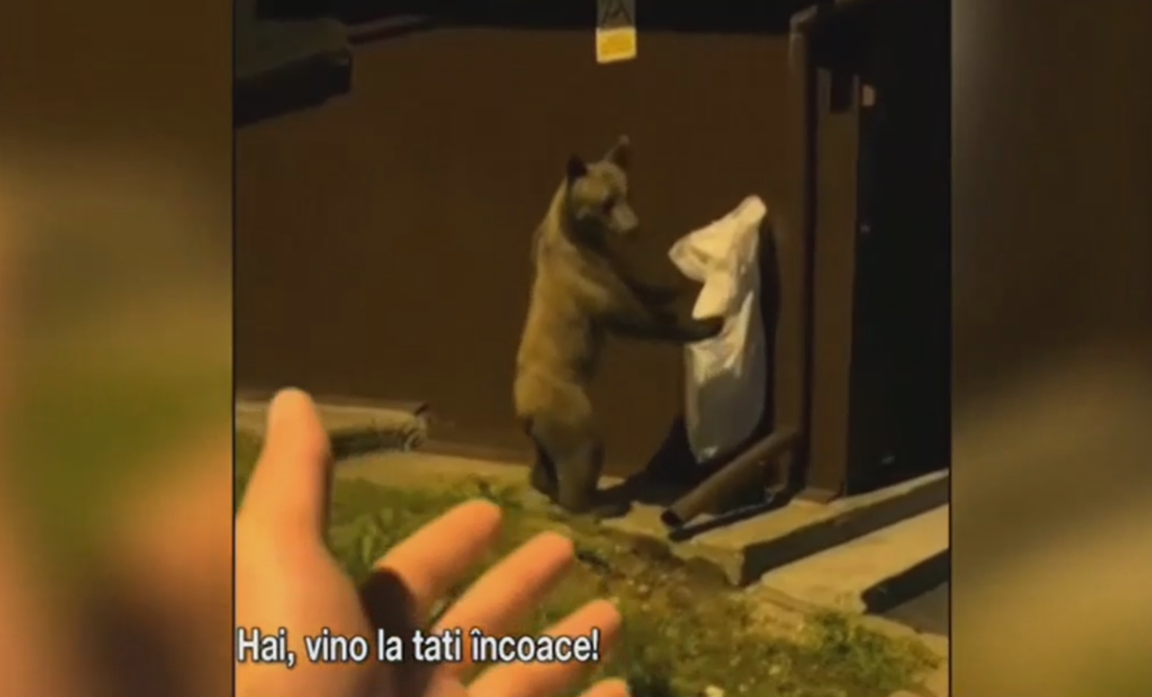 Un turist din Poiana Brasov și-a RISCAT viața pentru vizualizări pe TikTok, filmându-se în timp ce încerca să mângâie un urs