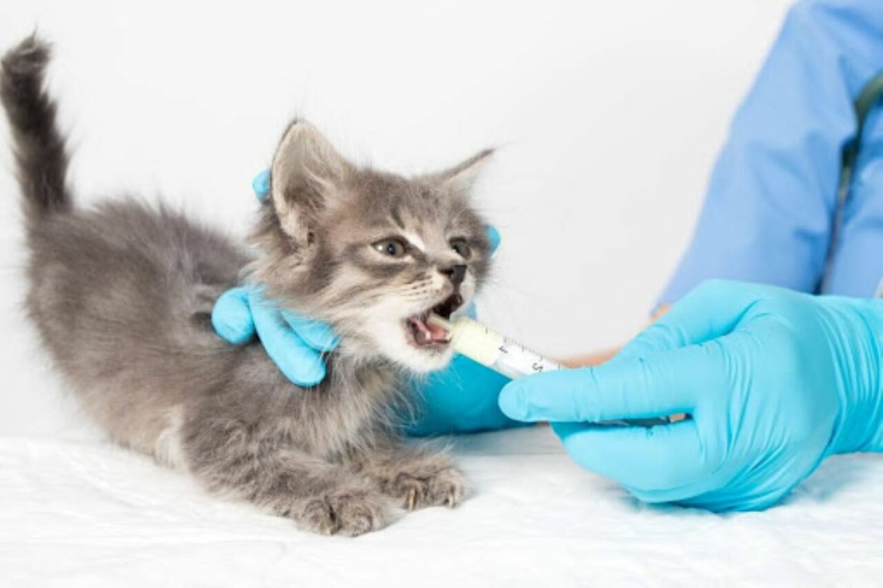 Deparazitarea pisicilor: când și de ce este esențială pentru sănătatea felinei tale (P)