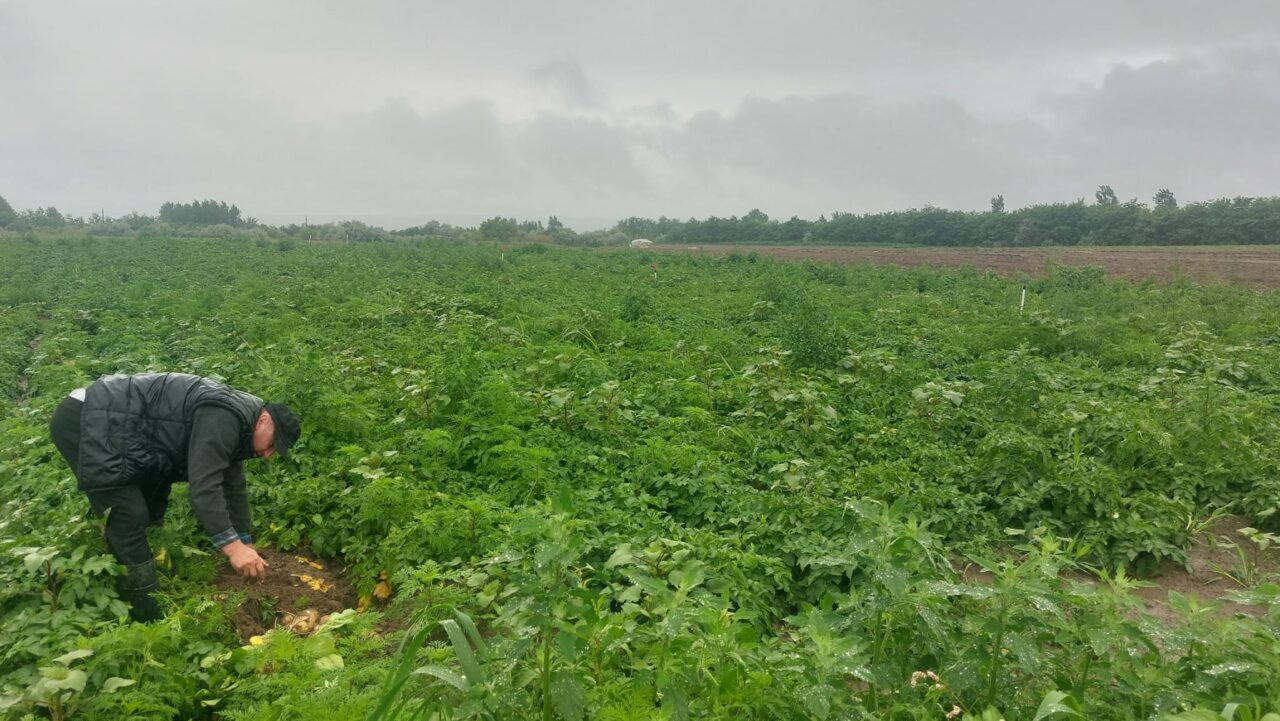 LOVITURĂ pentru agricultorii din Dolj. Tone de cartofi, abandonate pe câmp: „Am depășit perioada când veneau polonezii”