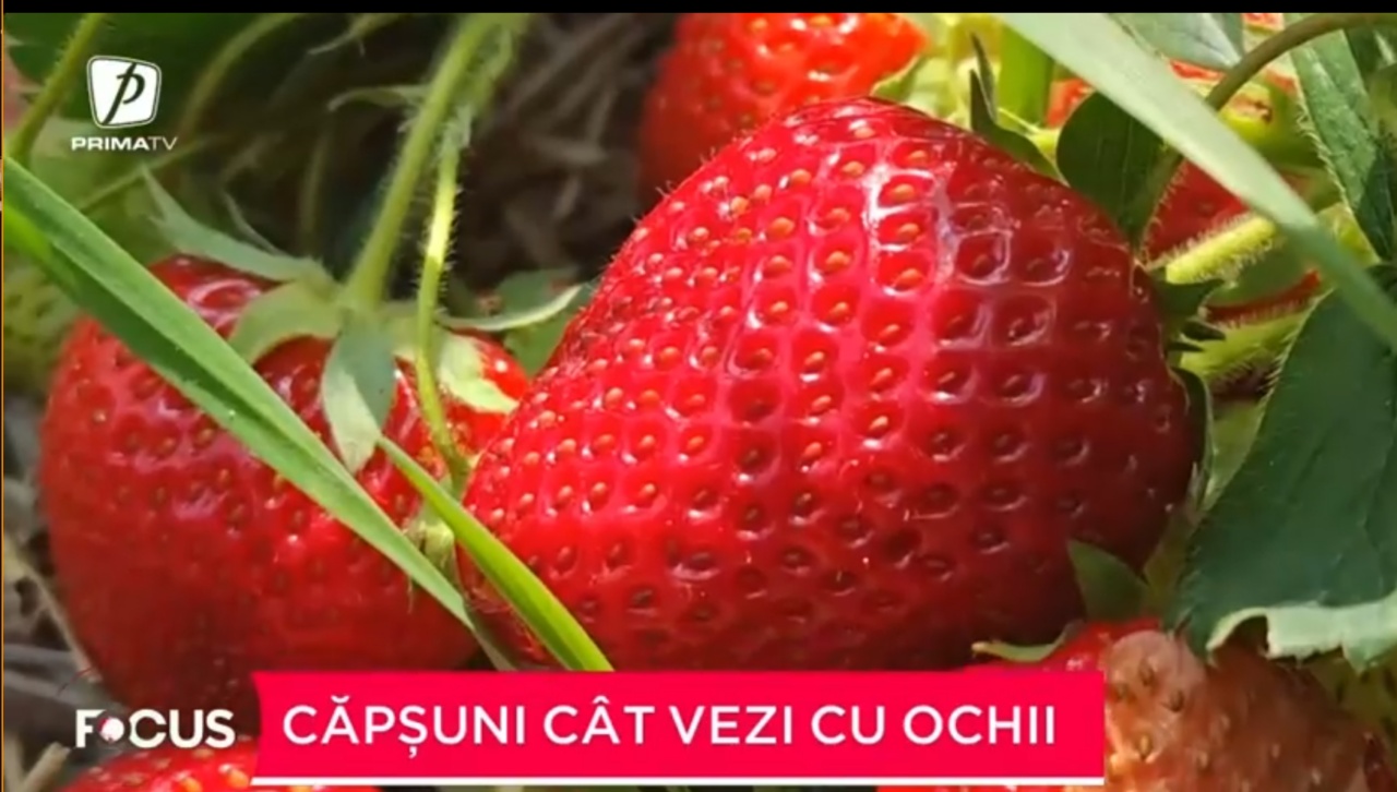 Un bărbat din județul Suceava întors acasă s-a decis să investească în agricultură. Toți banii i-a folosit pentru a planta CĂPȘUNI