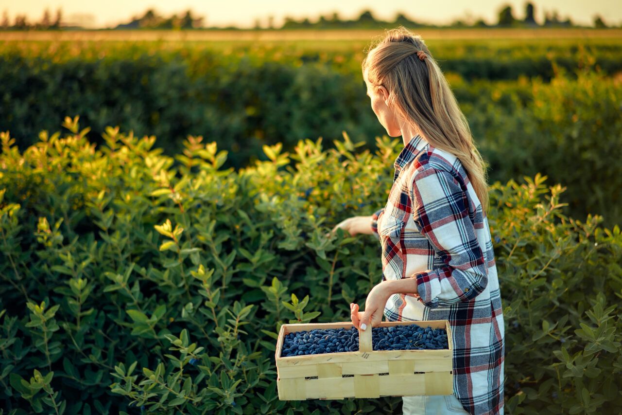 Românca din Alba care cultivă afine cu profit de 20.000 euro