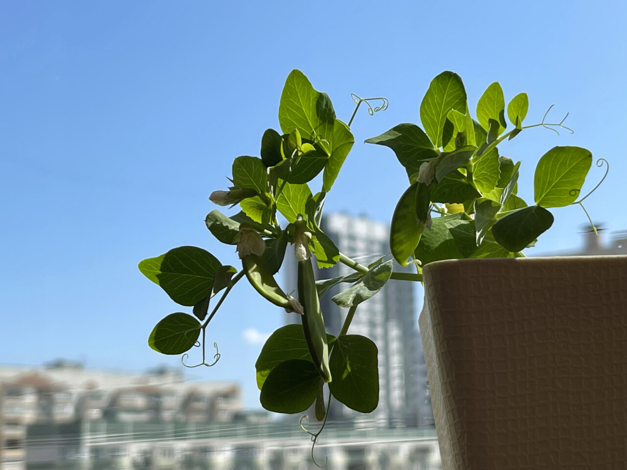 Plantele pe care să le pui pe balcon, dacă bate soarele spre ele. Acestea rezistă la temperaturi caniculare