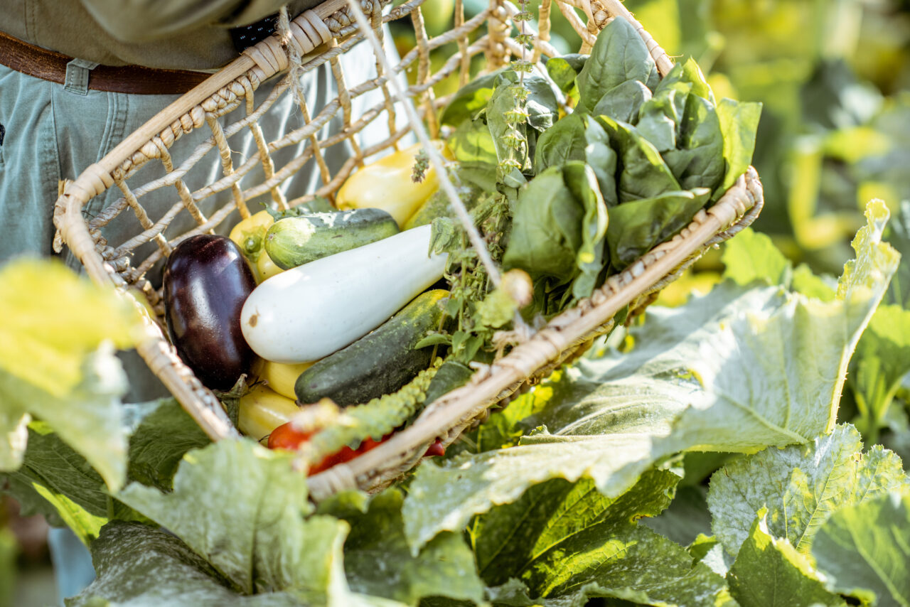 Ce legume poți să plantezi în luna IULIE. Trucurile pentru o recoltă bogată și sănătoasă