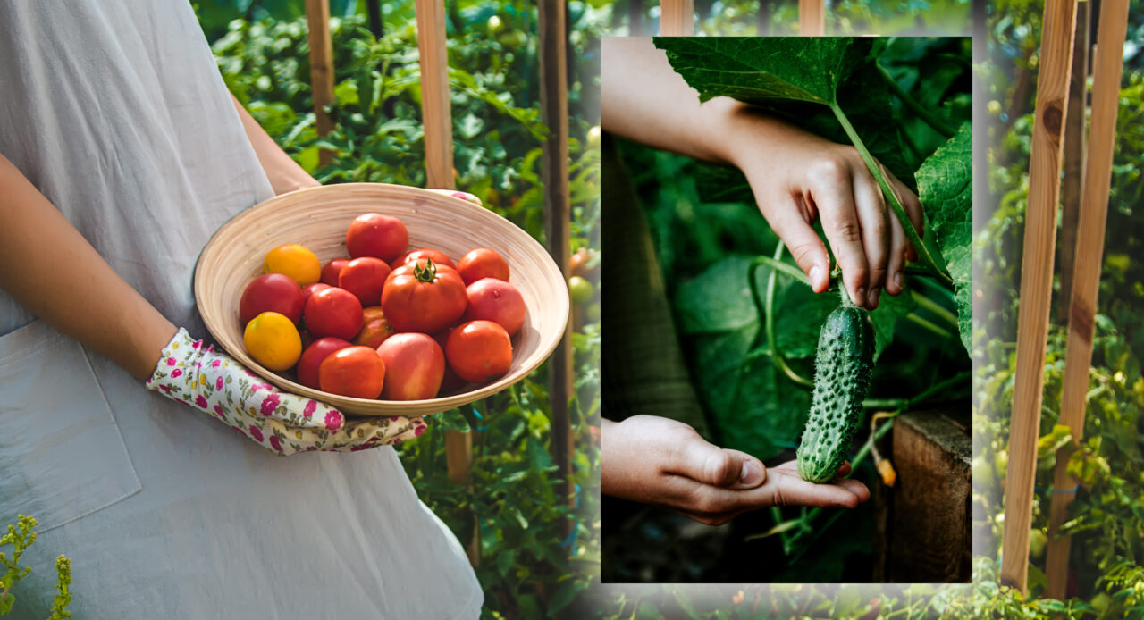 Cum să crești roșii și castraveți fără pesticide. Truc util și natural pentru a avea o grădină sănătoasă
