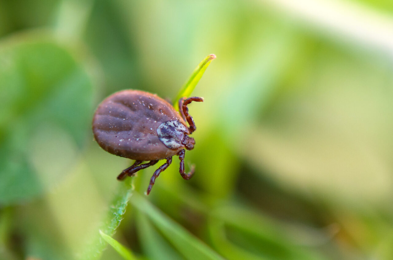 Cum recunoști înțepătura de purice sau de CĂPUȘĂ. La ce să fii atent dacă te mușcă o insectă