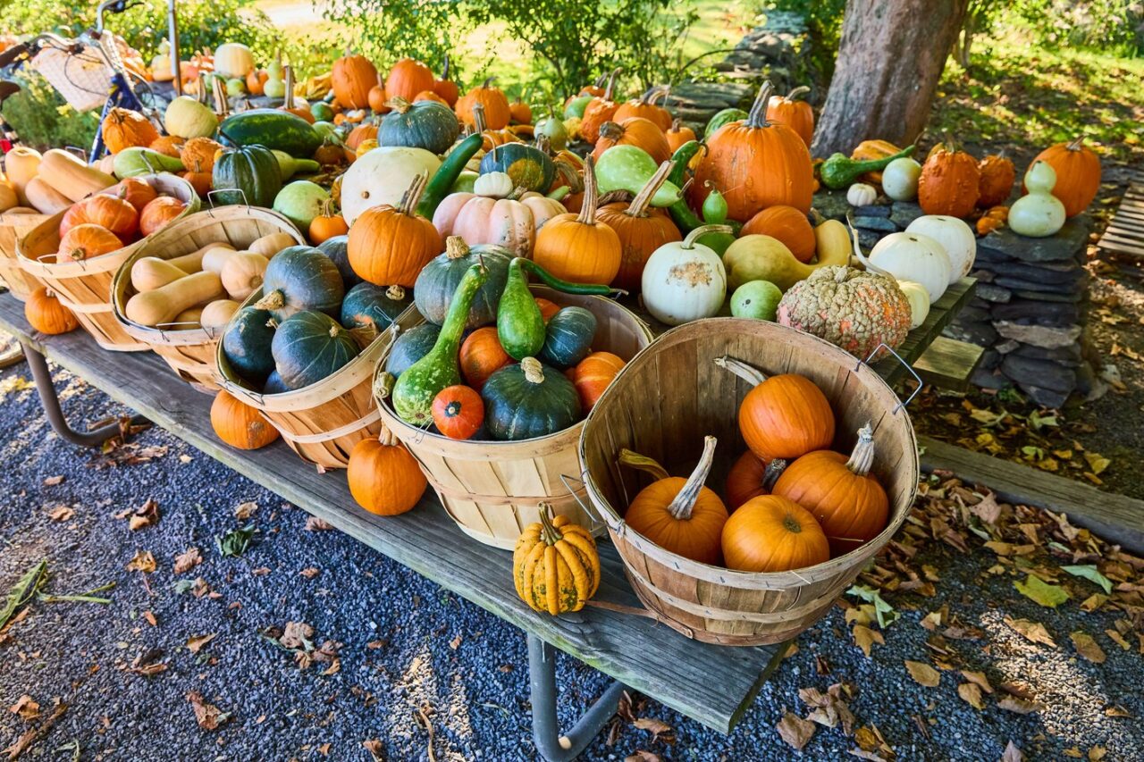 Îngrășământul BIO de care ai nevoie pentru a cultiva dovlecei de grădină cât mai mari și mai delicioși