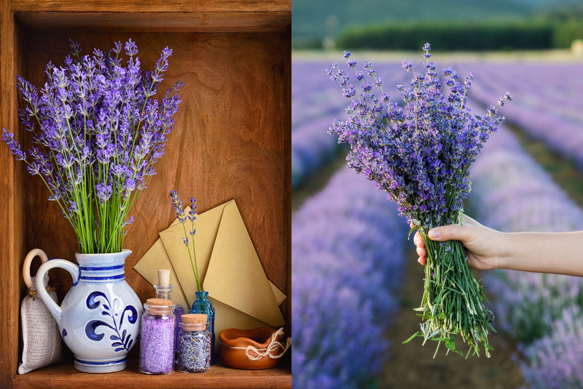 Nu arunca lavanda uscată! Cum te-ar putea scăpa de o mare problemă această plantă
