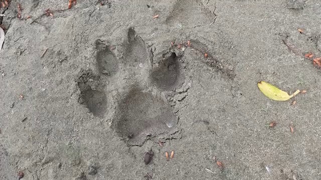 Sursa Foto: IJJ Giurgiu - poze făcute de vânătorul care a semnalat urmele lăsate de pantera fugită din Bulgaria 