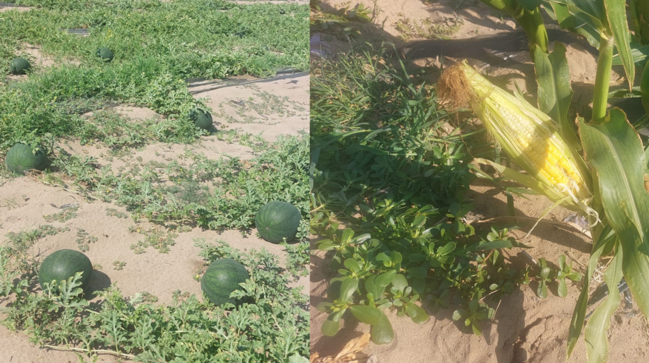 Pepenii românești, tot mai puțini. Fermierii preferă să cultive porumb zaharat