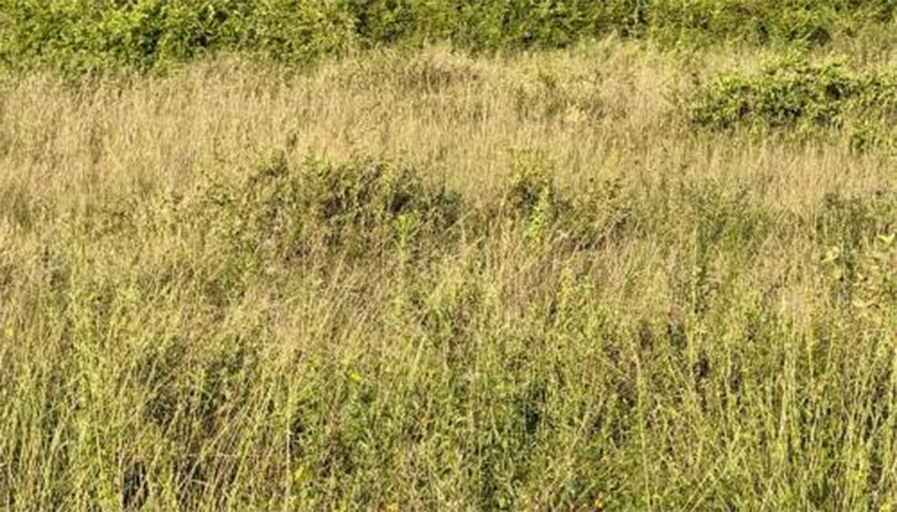 Iluzie optică virală | Găsiți puiul de leu camuflat în această fotografie!