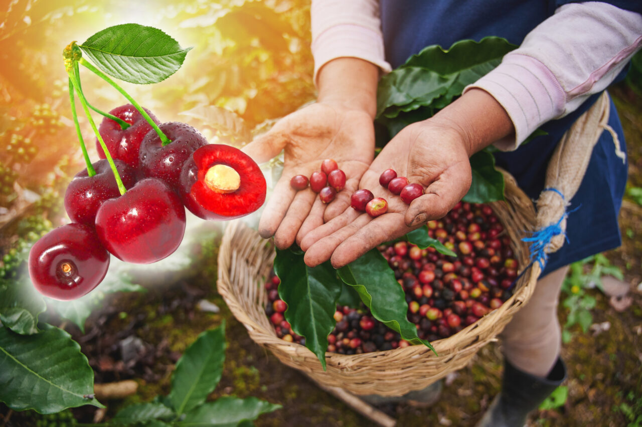 Truc tradițional pentru a scăpa de viermii din cireșe. Ai nevoie doar de 2 produse