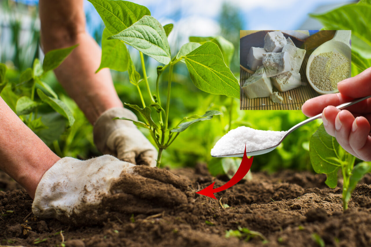 Un bărbat a turnat un amestec de drojdie cu zahăr la rădăcinile plantelor și după 5 zile a rămas uluit! Descoperirea din curte a ajuns virală