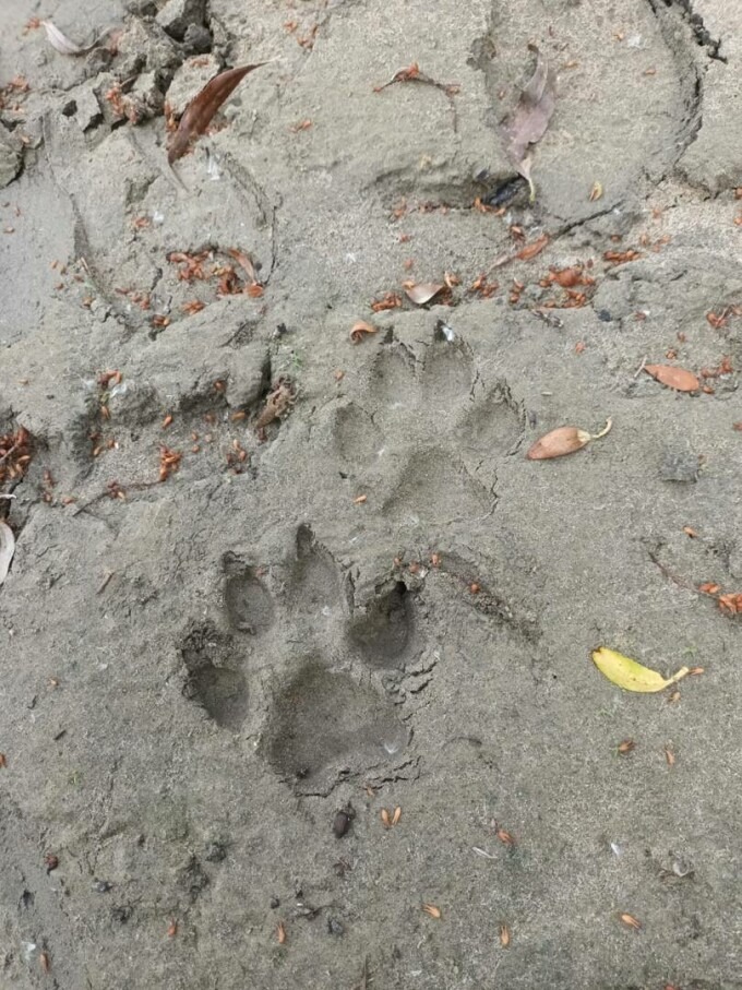 Sursa Foto: IJJ Giurgiu - poze făcute de vânătorul care a semnalat urmele lăsate de pantera fugită din Bulgaria 