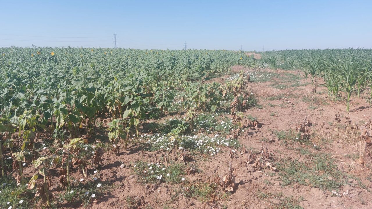 LOVITURĂ pentru agricultorii din Dolj. Culturile de porumb și floarea – soarelui , în pericol: „Nu a mai plouat din 8 iunie”