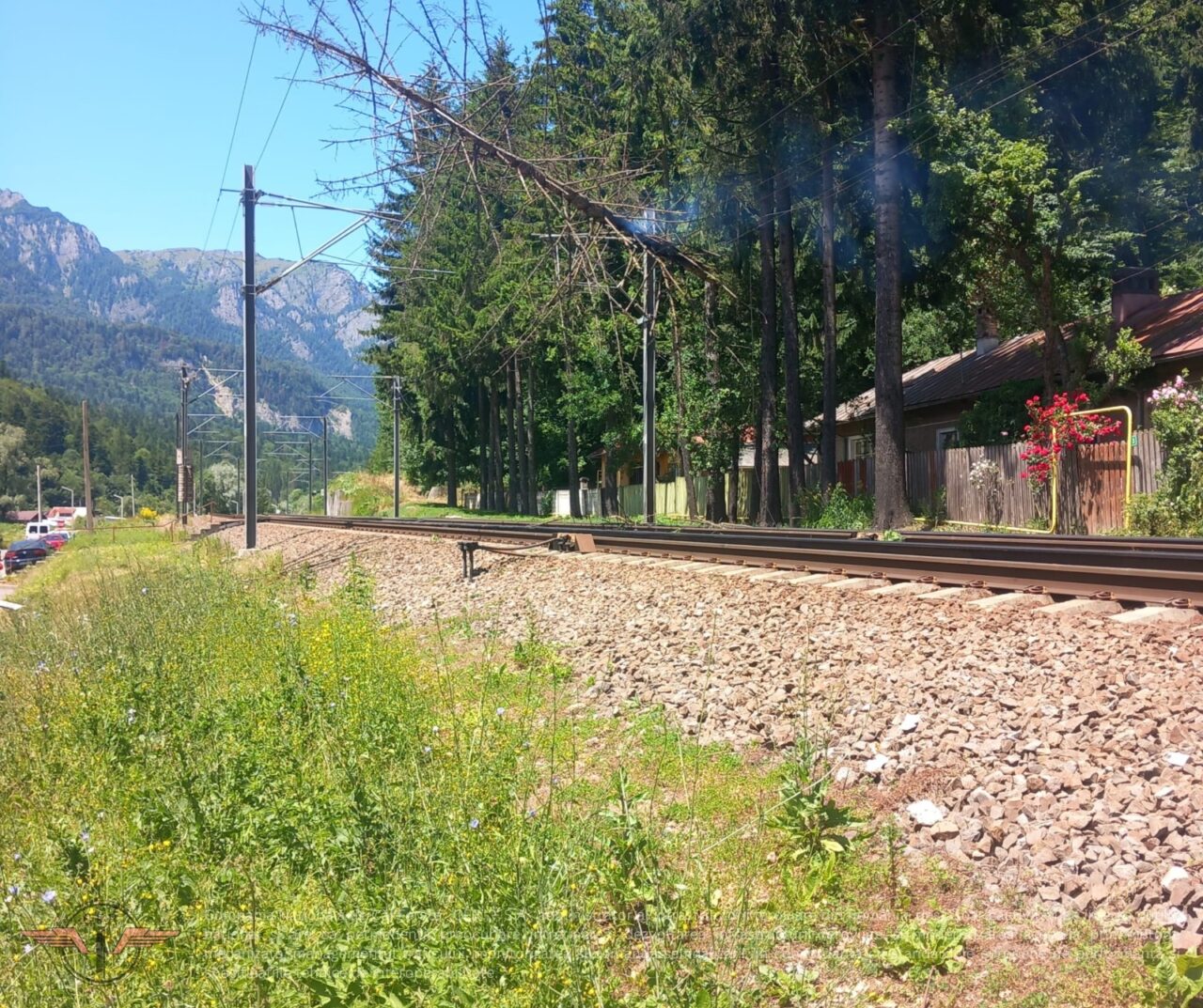 AVARIE pe calea ferată între stațiile Sinaia și Bușteni. Un copac a căzut pe infrastructura feroviară / Circulația întreruptă