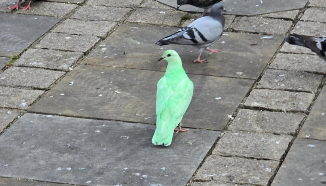 Ce este, de fapt, porumbelul verde fotografiat zilele trecute, într-un oraș din Anglia