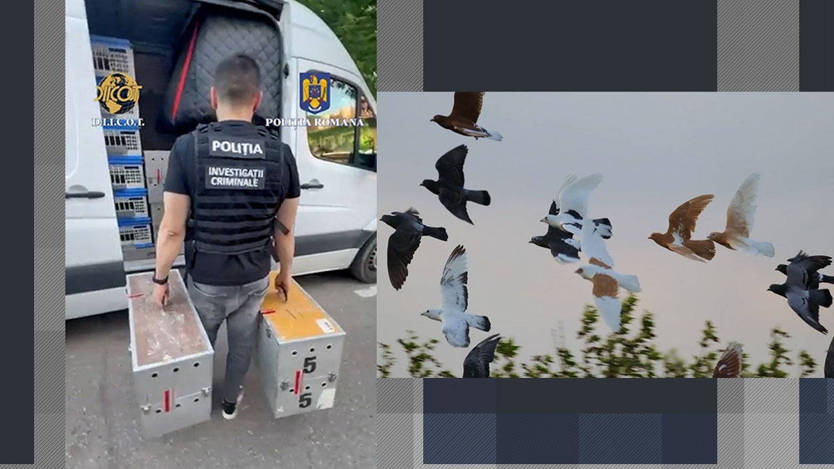Cum a încercat o bandă de HOȚI de porumbei să păcălească mai mulți milionari din România. Paguba este estimată la peste 2.000.000 de euro
