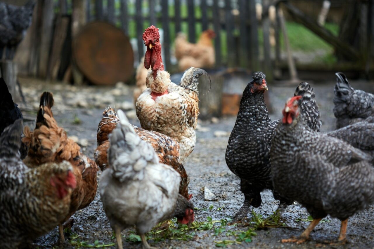 Se pune limită pentru fermele din curte. Amenzi de până la 6.000 de lei pentru cei care cresc ANIMALE la curte