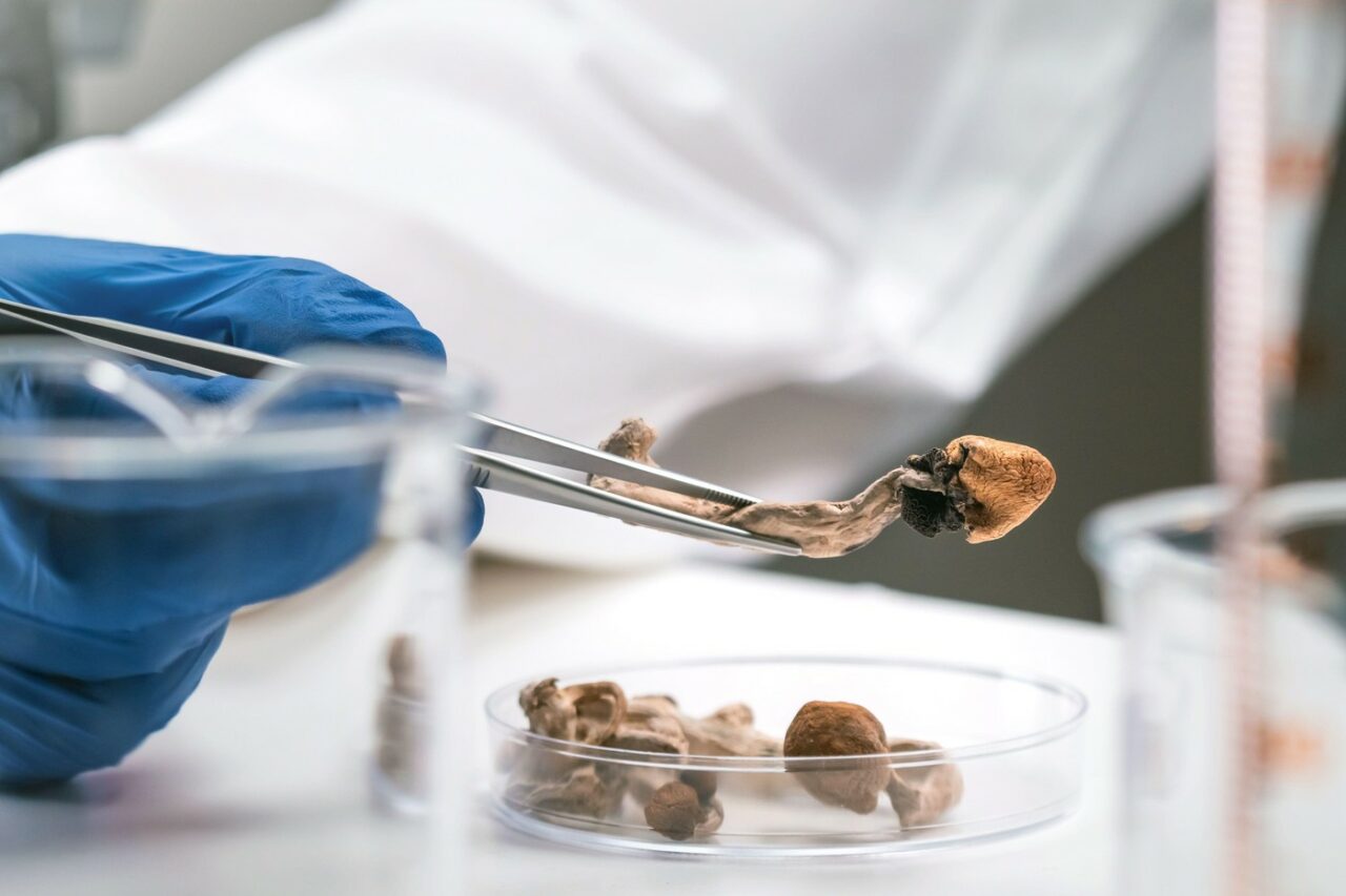 Descoperirea medicală care ar putea schimba omenirea. Substanța PSIHOACTIVĂ din „ciupercile magice” ar putea deveni un veritabil elixir al tinereții