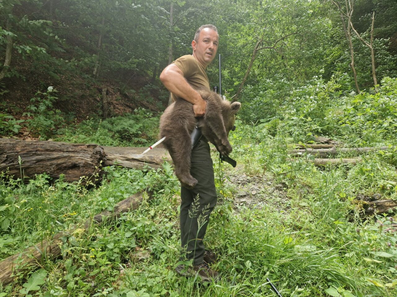 Unul dintre cei trei pui de urs rămași orfani în zona Transfăgărășan, GĂSIT. A fost tranchilizat și va fi relocat: „Să intervenim responsabil”