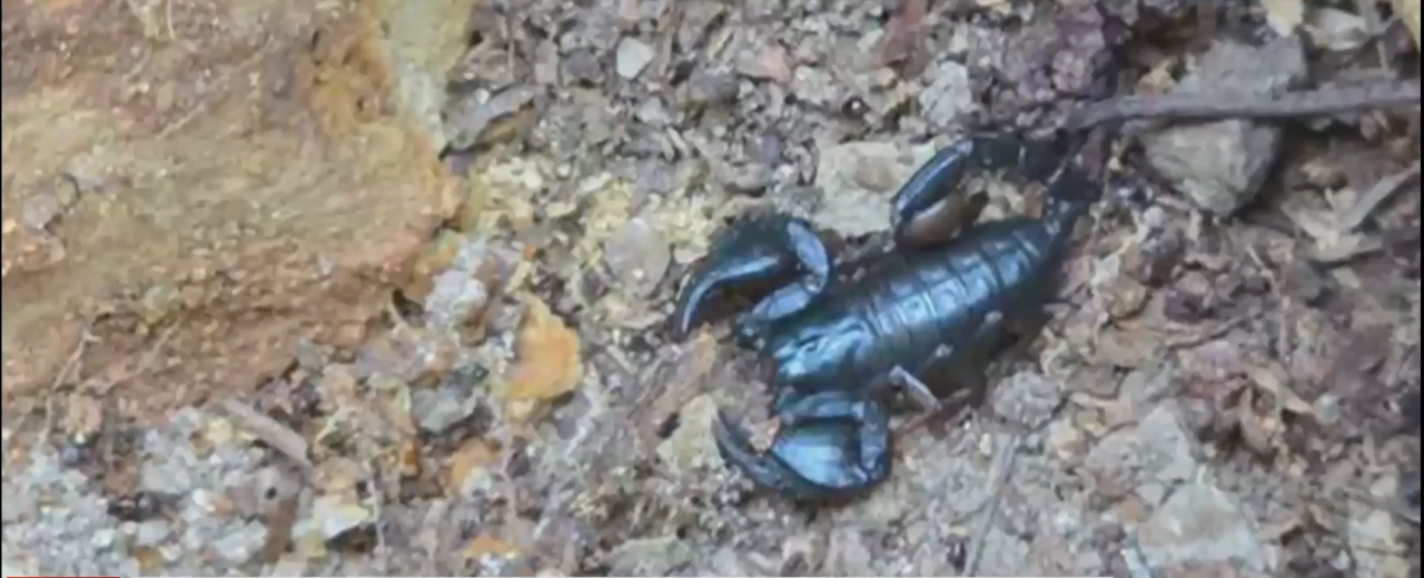 Zona din România în care canicula a scos la suprafață zeci de SCORPIONI. Această specie poate da reacții alergice asemănătoare înțepăturii de viespe