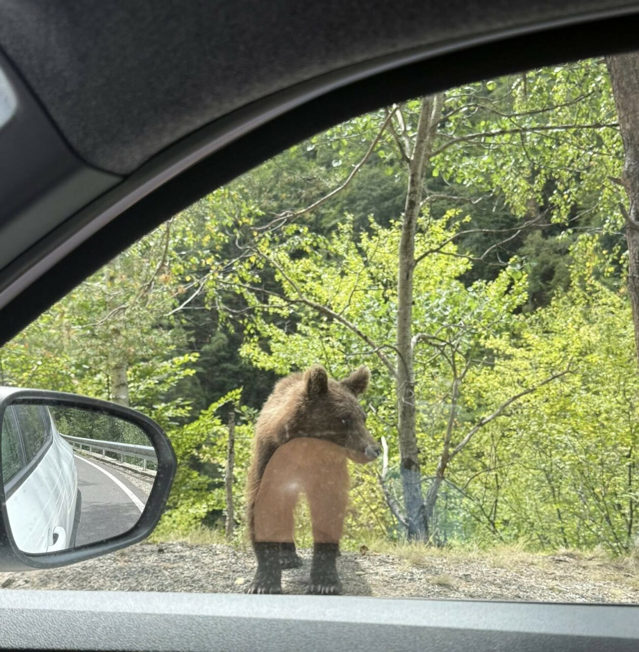 Alt cioban atacat de urs, în Argeș/Ion Sănduloiu: Nu se poate mișca din cauza durerilor. Probabil a fost mușcat și gherănit