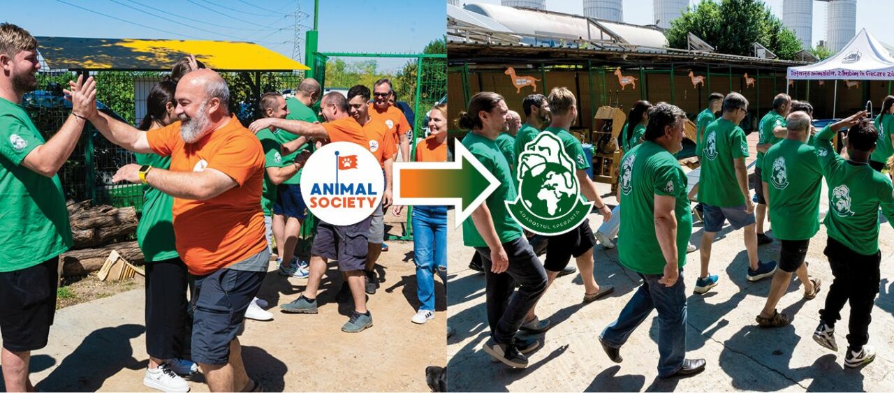 Două dintre principalele organizații pentru protecția ANIMALELOR din țară au fuzionat. „Credem în soluții umane pentru situația câinilor fără stăpân”
