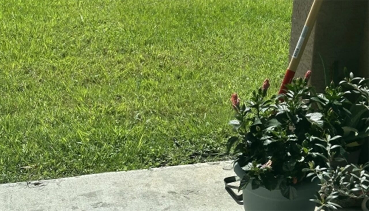 Iluzie optică virală | Găsiți șarpele ascuns în această fotografie, în maximum 9 secunde