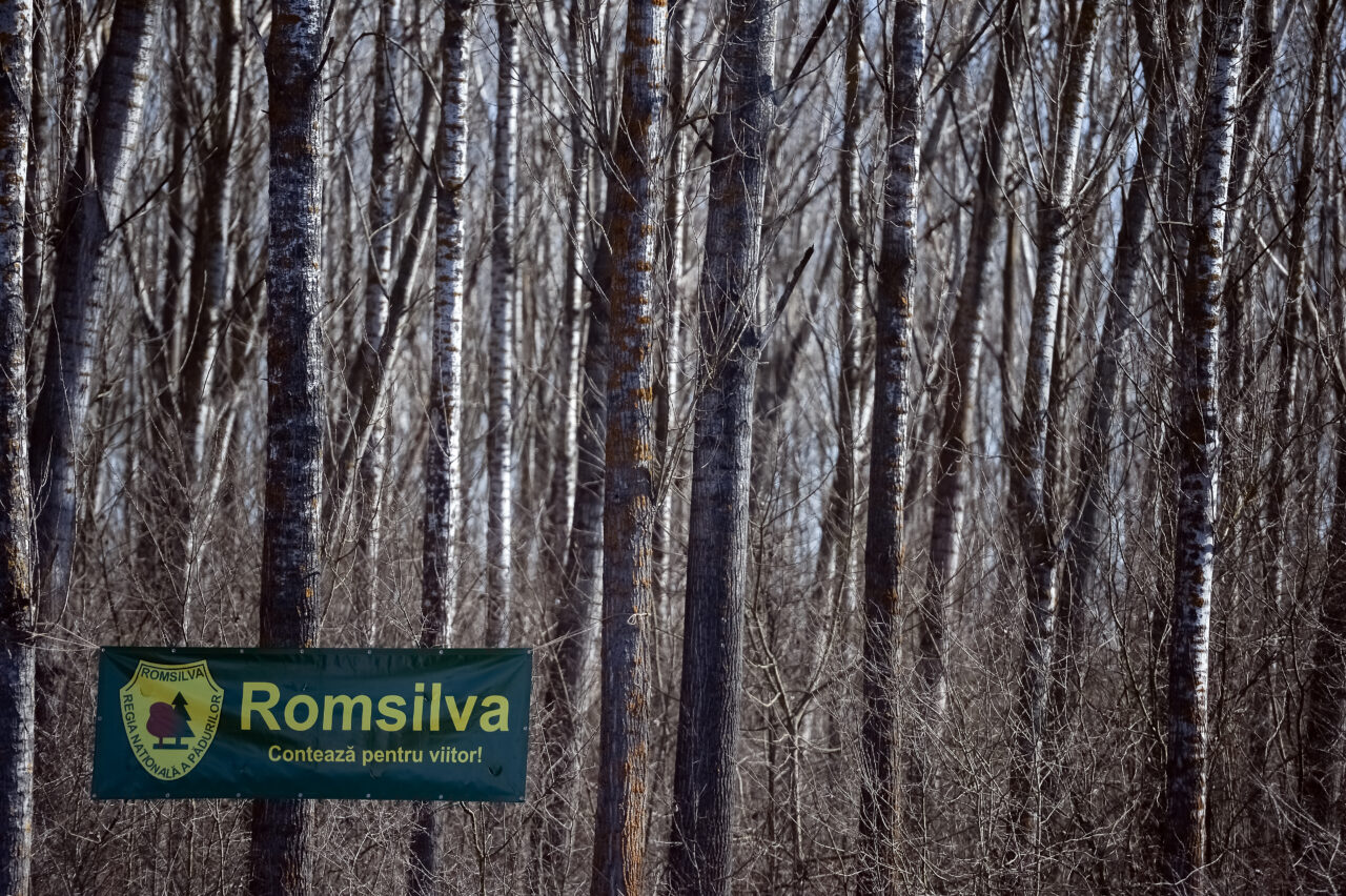 Pierderi financiare mari în cinci ani consecutivi pentru şase Direcţii Silvice de la Romsilva/ Raportul Corpului de Control, trimis la Parchet